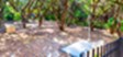 MAA Park Mesa - Dog Park - Photo 6 of 15