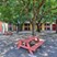 Bella Vida - Picnic Area - Photo 5 of 12