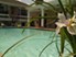 Winrock - Pool - Photo 6 of 14