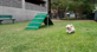 Vintage - Dog Park - Photo 5 of 14