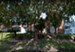 Banyan Shore - Exterior - Photo 8 of 16