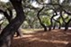 Walnut Hill - Dog Park - Photo 4 of 13