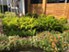 Lenox Park - Landscape - Photo 5 of 17
