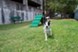 Vintage - Dog Park - Photo 6 of 12
