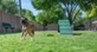 Rancho Palisades - Dog Park - Photo 6 of 22