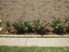 Willow Wood - Landscaping - Photo 3 of 3