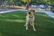 Caroline - Dog Park - Photo 7 of 19