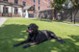 Marquis Enclave I & II - Dog Park - Photo 5 of 17