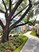Zocalo - pathway through landscaping - Photo 8 of 39