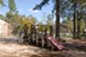 Pines - Playground - Photo 8 of 8