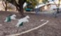 Ellwood at Lake Travis - Dog Park - Photo 5 of 14
