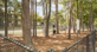 Paramount at Kingwood - Dog Park - Photo 3 of 22