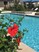 Plantation Park - Pool - Photo 2 of 18