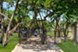 Landmark at Barton Creek - Bark Park - Photo 8 of 30