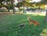 Club at Stonegate - Dog Park - Photo 8 of 28